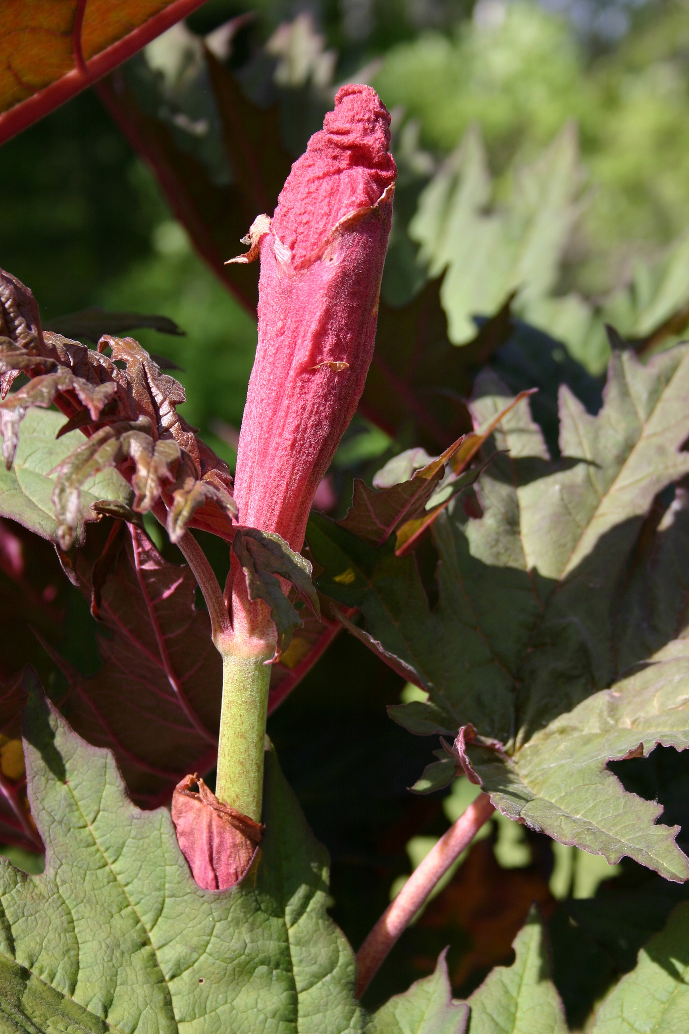 Rheum palmatum L. - kínai rebarbara